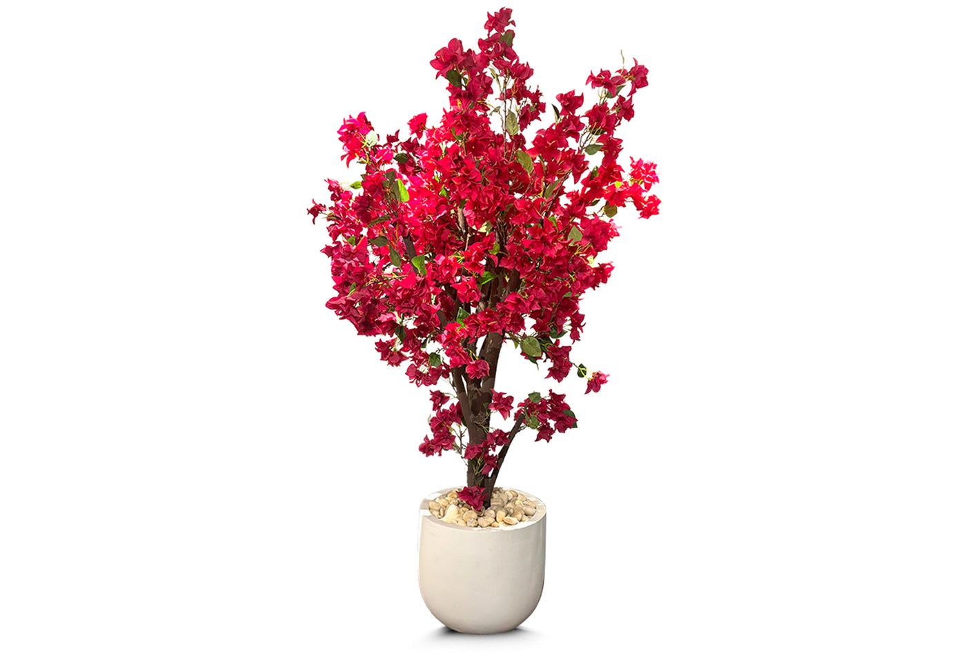 Bougainvillea Tree