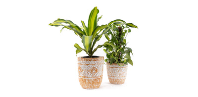 Pale Engraved Wooden Plant Pot