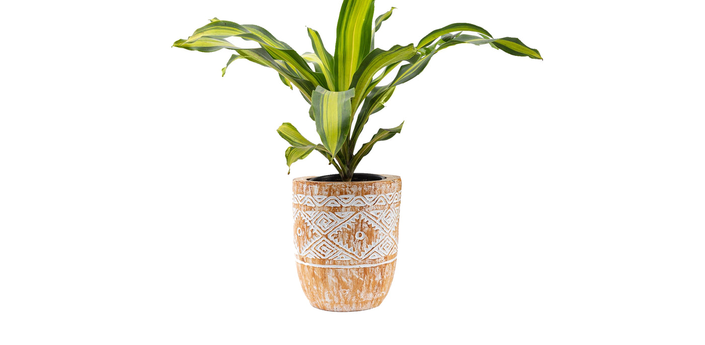 Pale Engraved Wooden Plant Pot
