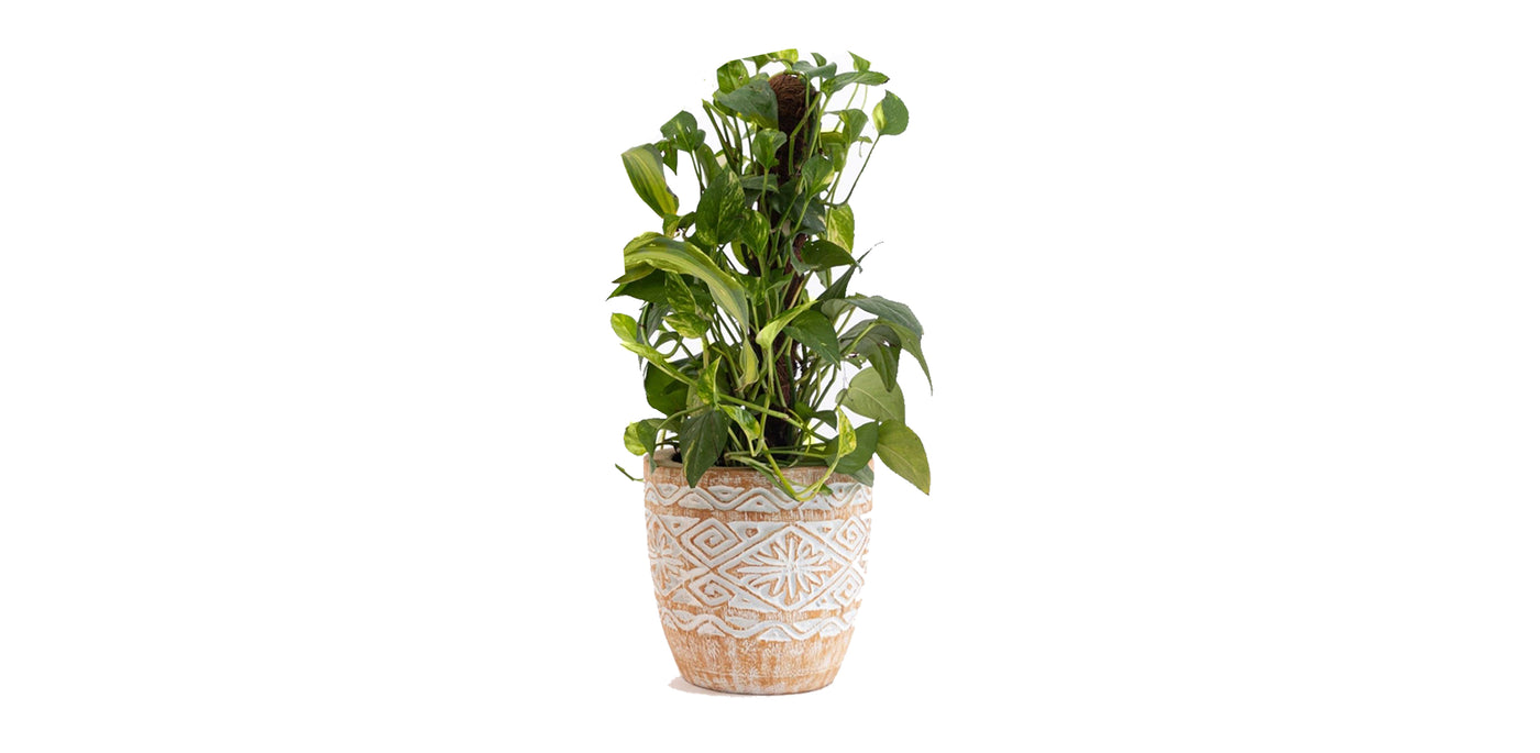 Pale Engraved Wooden Plant Pot