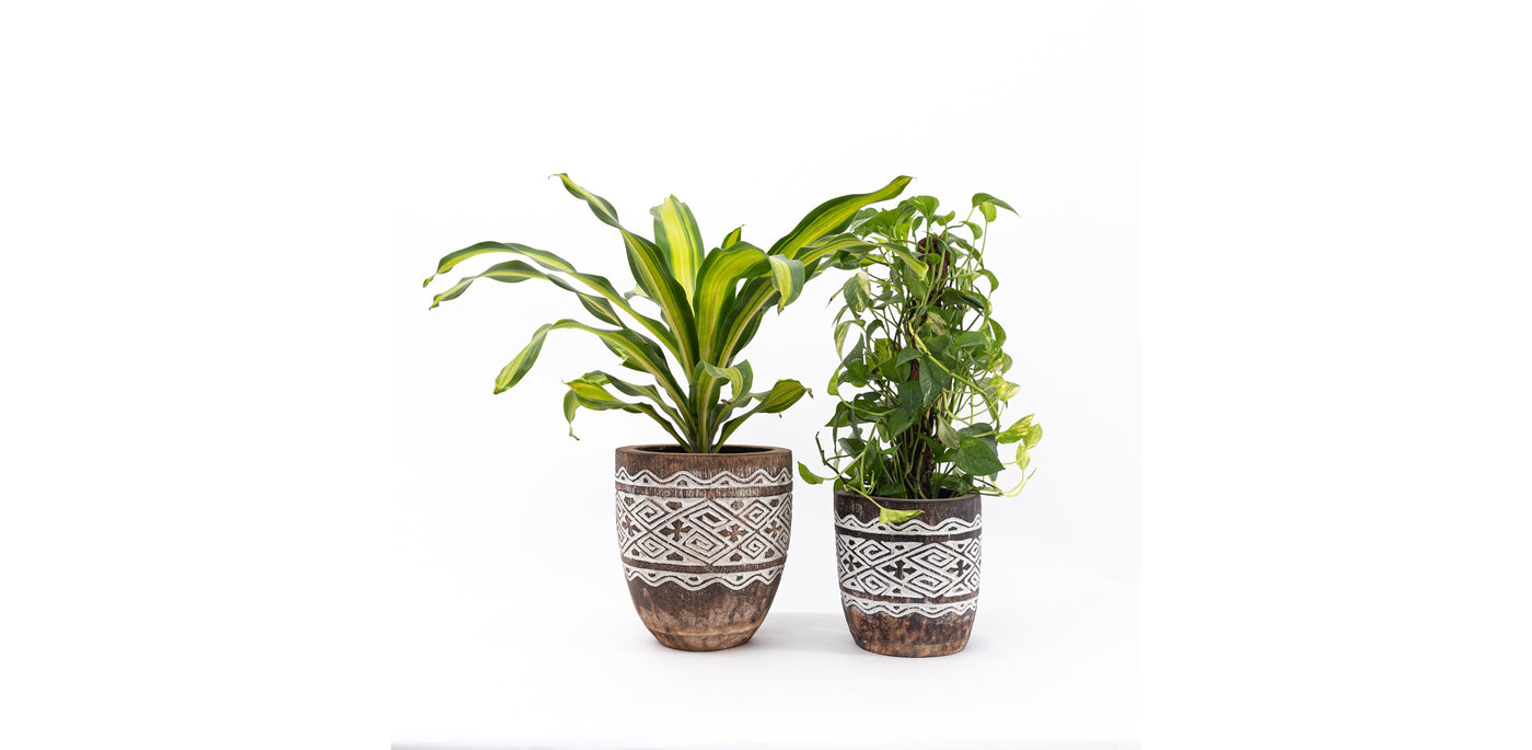 Raw Engraved Wooden Plant Pot