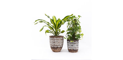 Raw Engraved Wooden Plant Pot
