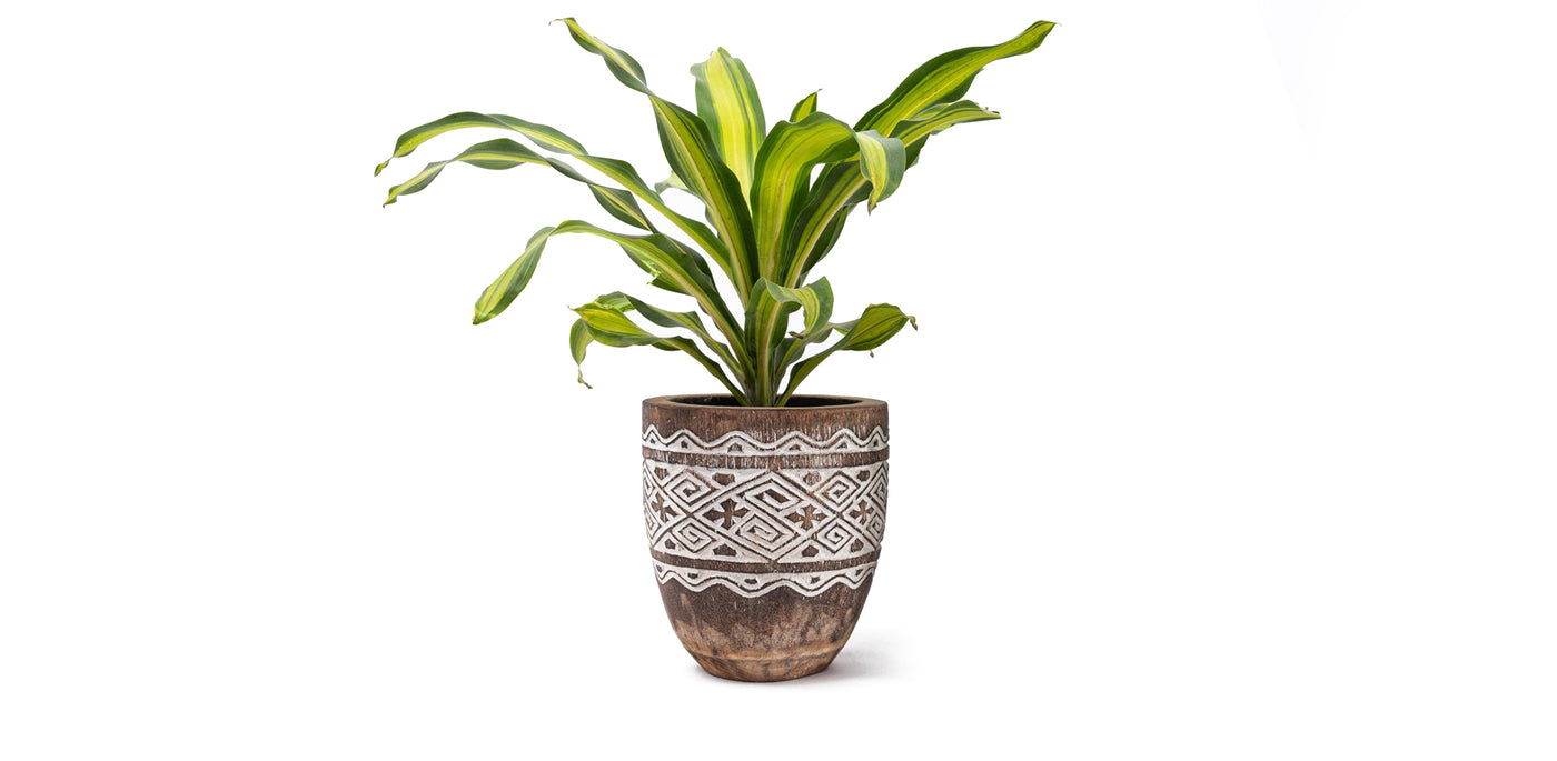 Raw Engraved Wooden Plant Pot
