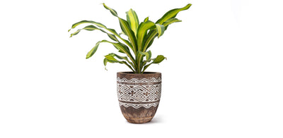 Raw Engraved Wooden Plant Pot