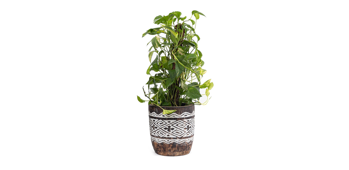 Raw Engraved Wooden Plant Pot