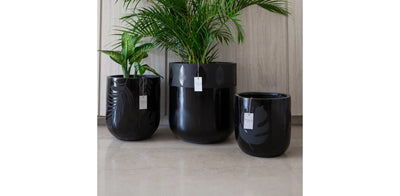 Black Leaf Pot