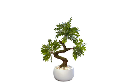 Bonsai Tree