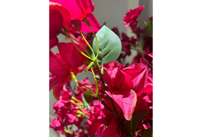 Bougainvillea Tree