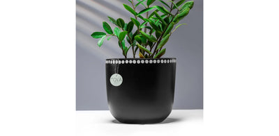 Devine Black Pot