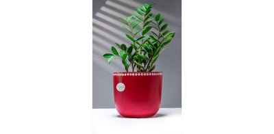 Devine Dotty Red Pot