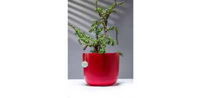 Devine Red Pot