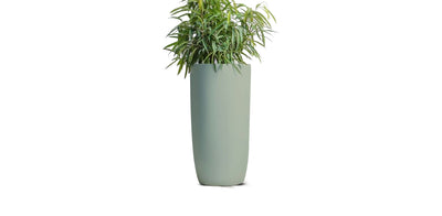 Elongated Olive Pot