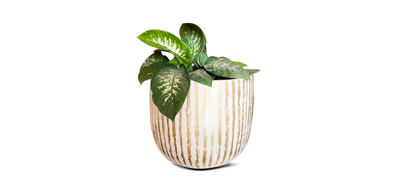 Gold Striped Pot