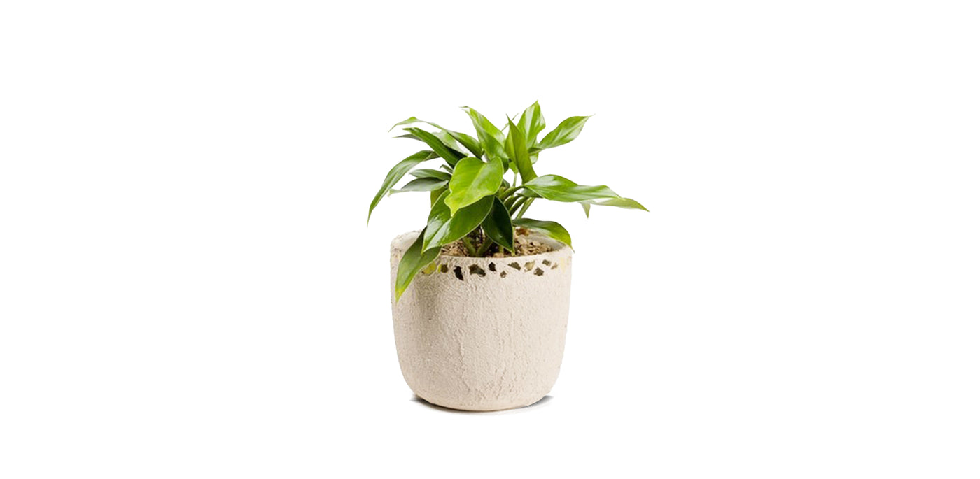 Rigid Gold Tova Pot