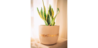 Rustic Gold Desert Beige Pot